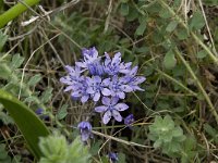 Scilla monophyllos 2, Saxifraga-Willem van Kruijsbergen